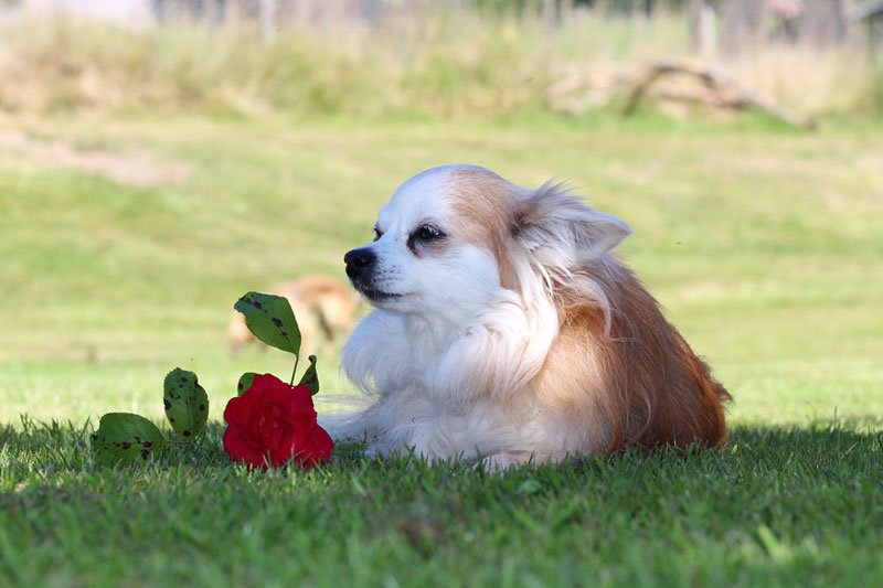 Chihuahua avec une rose rouge