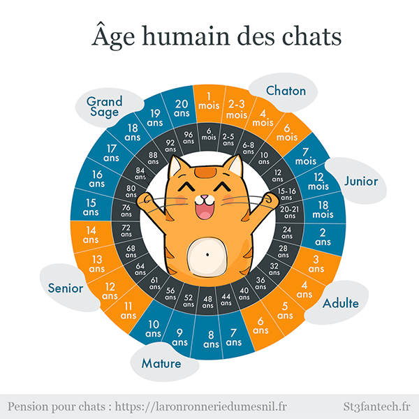 infographie âge des chats en humain