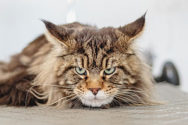 beau chat main coon