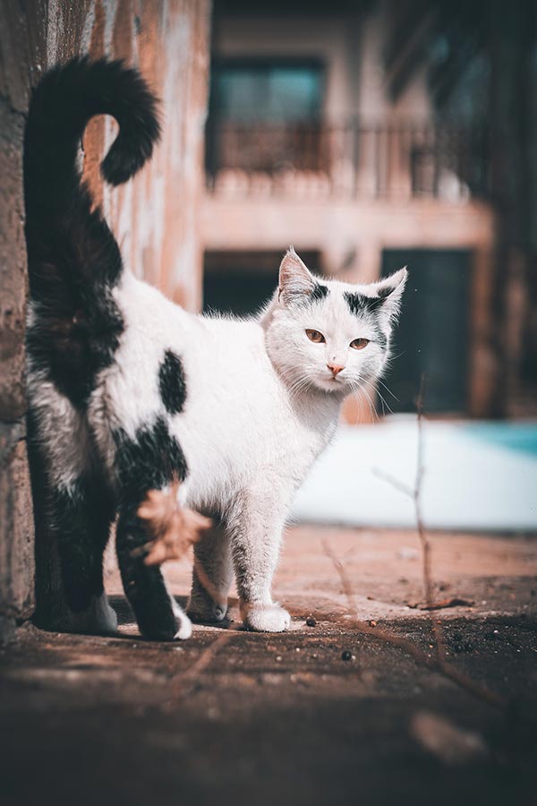 chat blanc et noir avec la queue levée