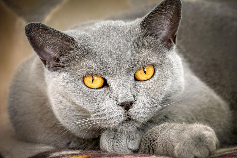 chat gris yeux jaunes