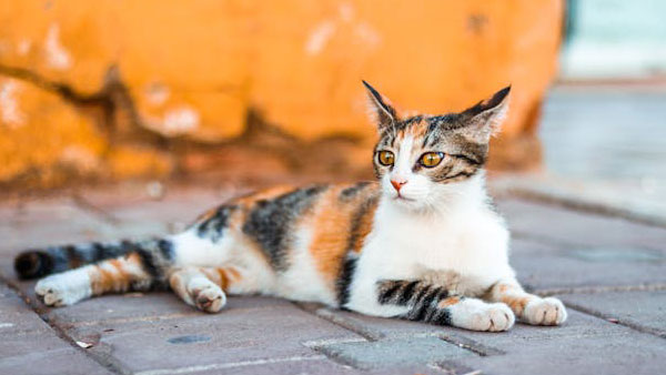 fiche pratique du chat ouïe