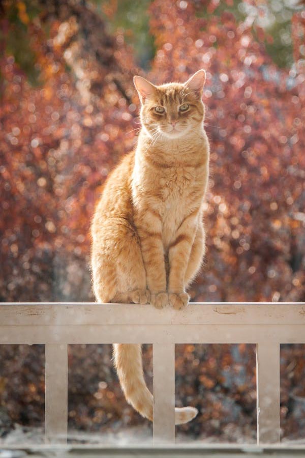 chat roux dans un jardin de fleurs roses