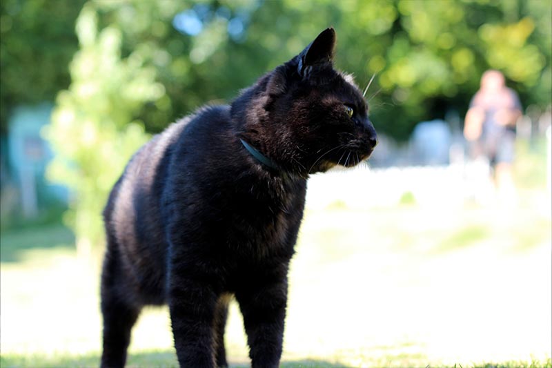 galerie Scritch le chat