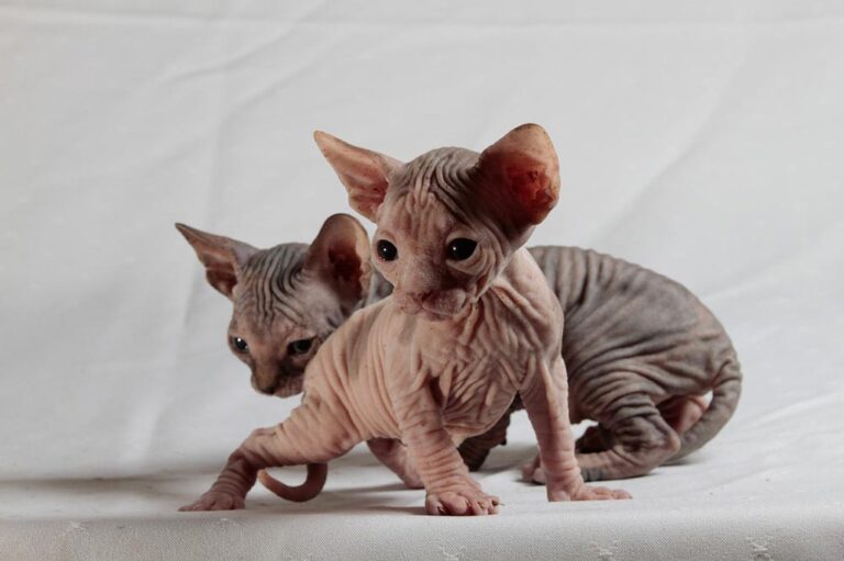 Chat SPHYNX