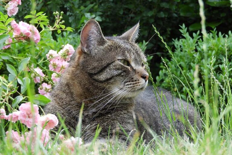 chat tigré avec des fleurs roses