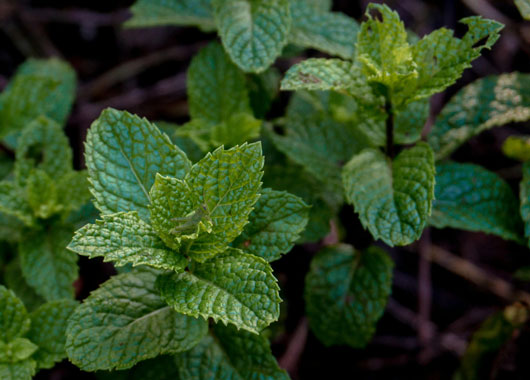 menthe plante aromatique chats